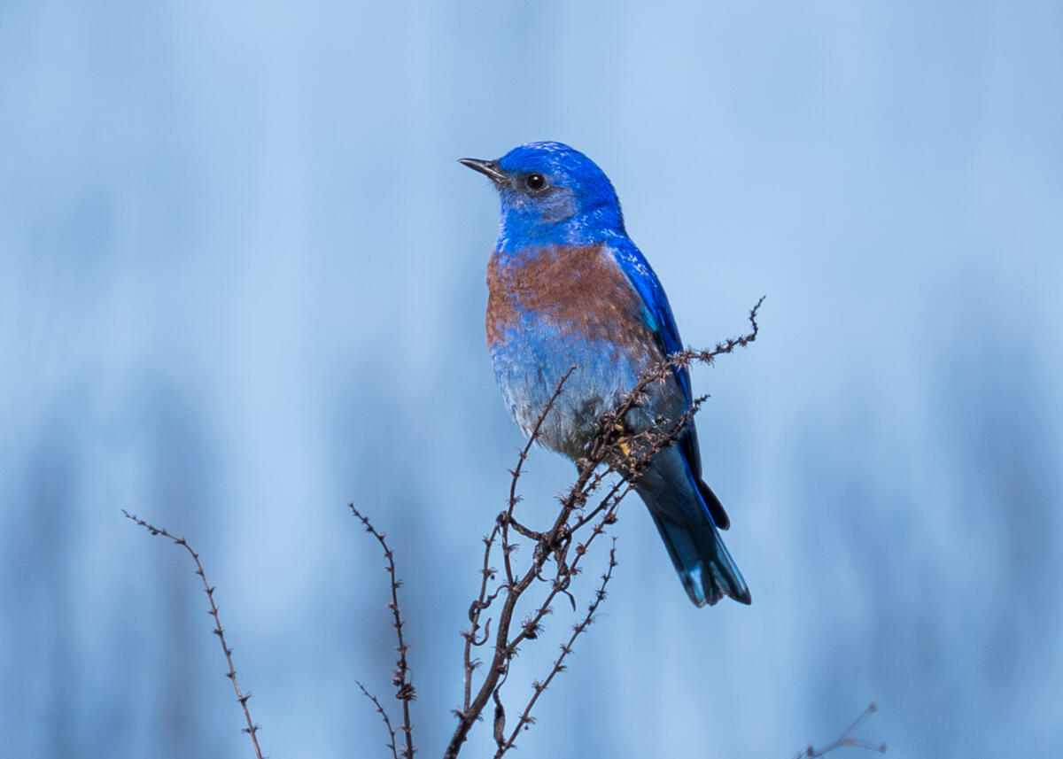 Western Bluebird
