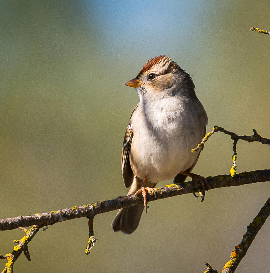 White crowned Sparrow