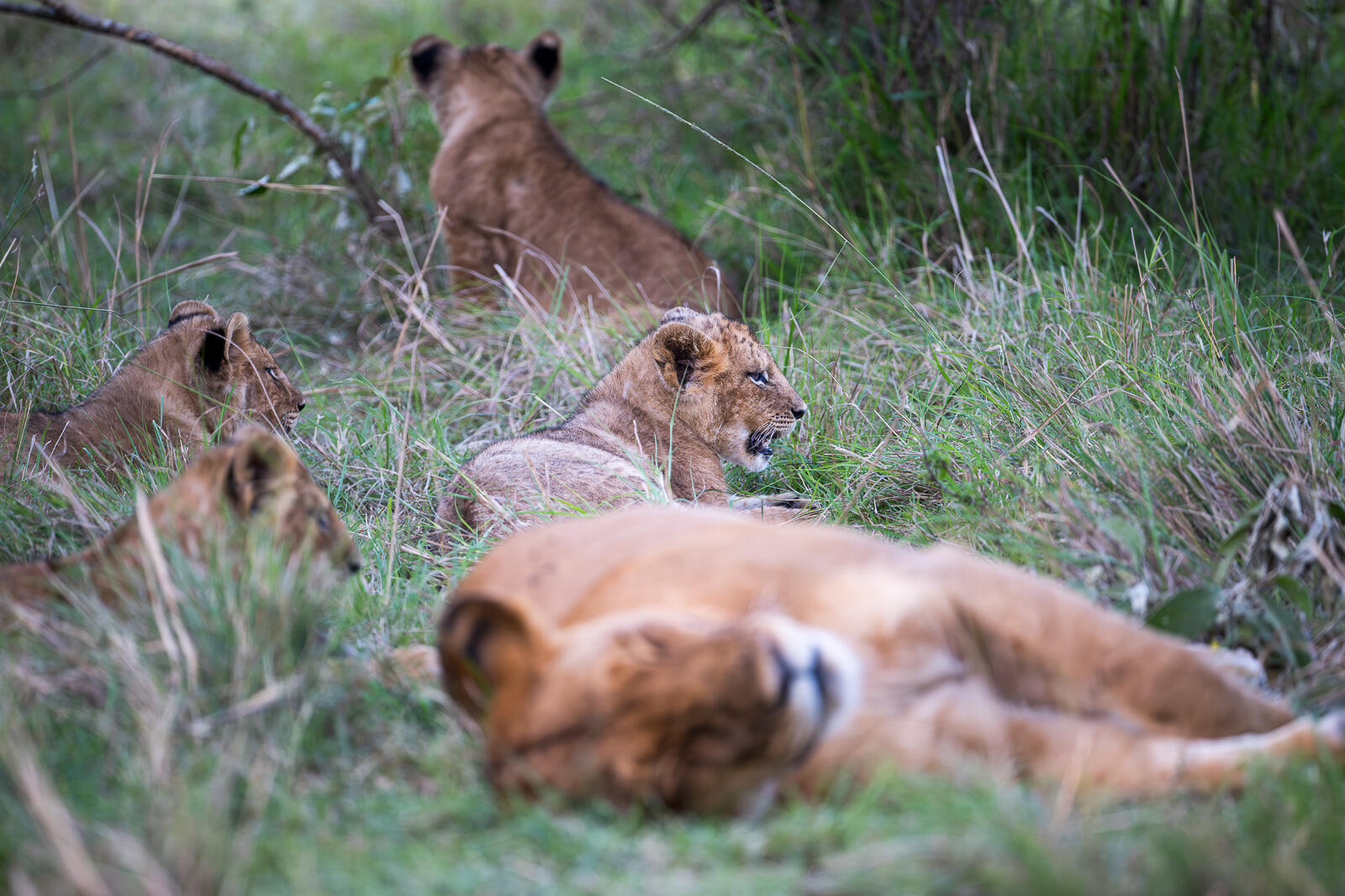 Lions, Masai Mara