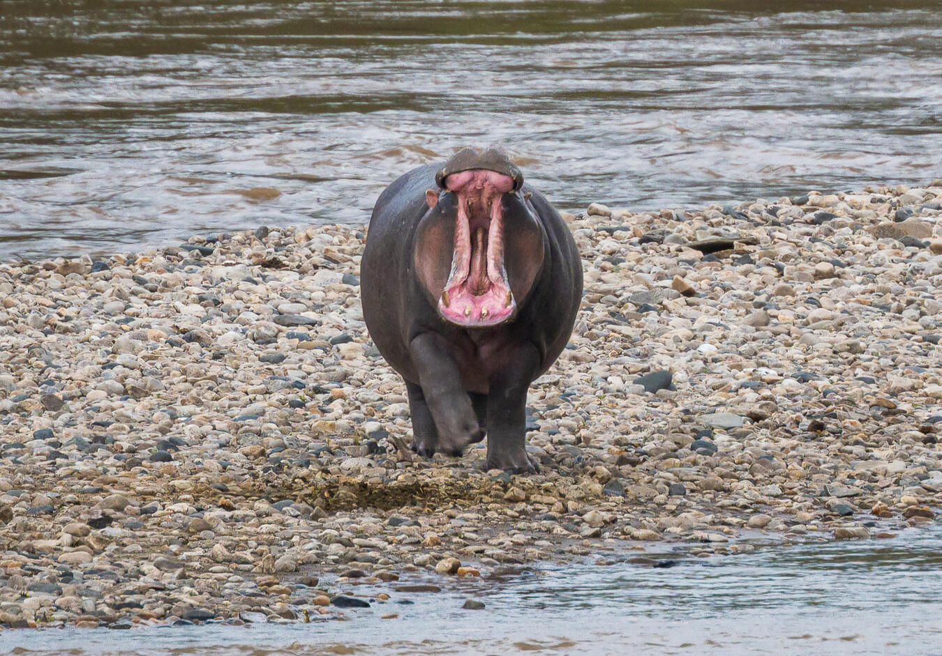 Hippo, Masai Mara