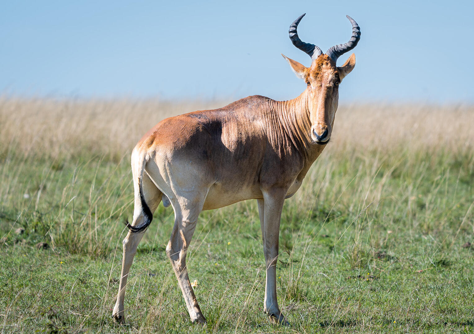 Hartebeest, Masai Mara