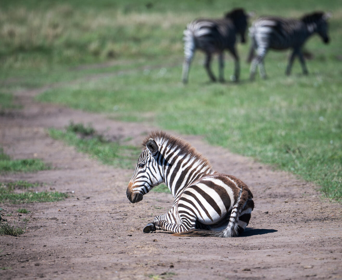 Zebra, Masai Mara