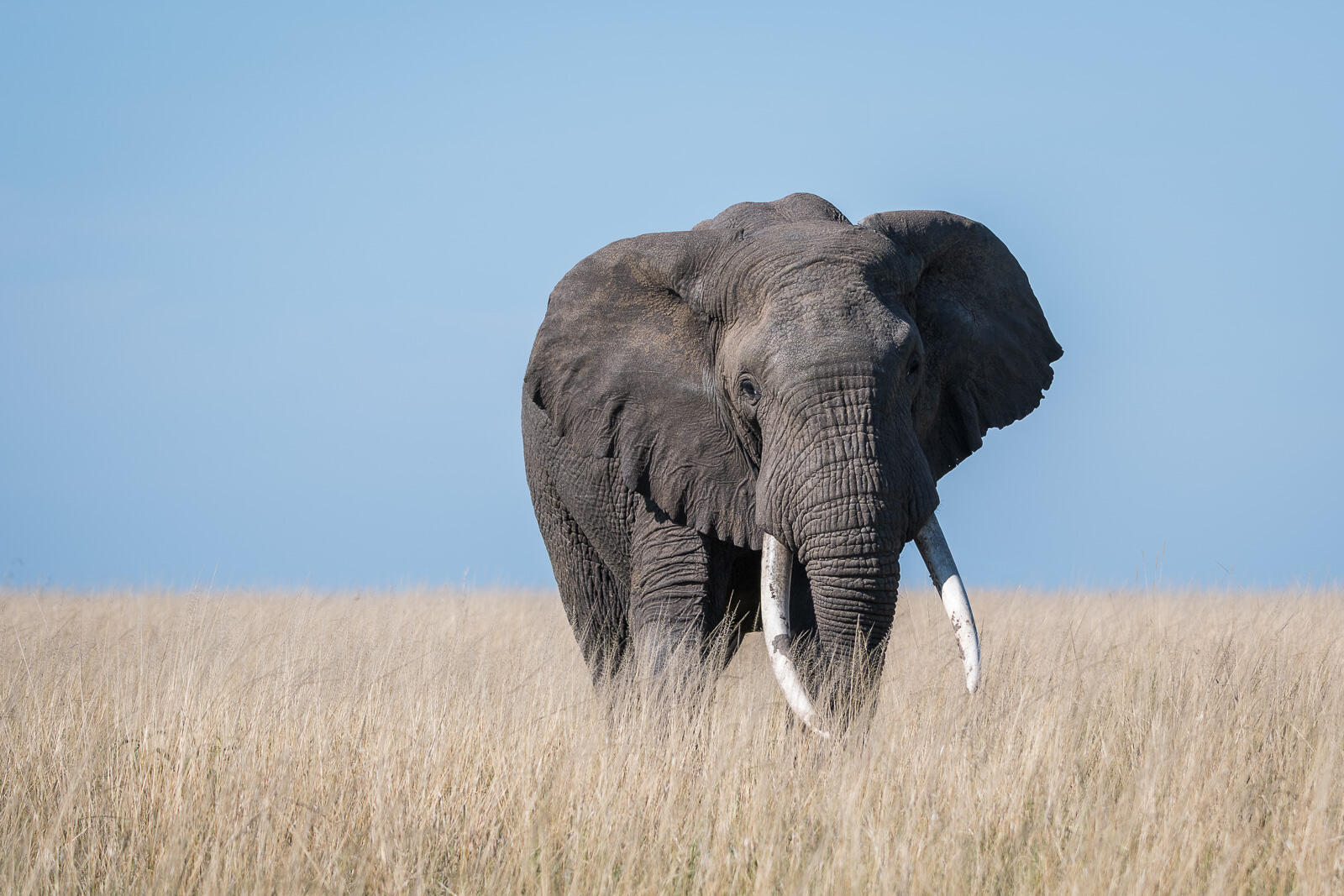 Elephant, Masai Mara