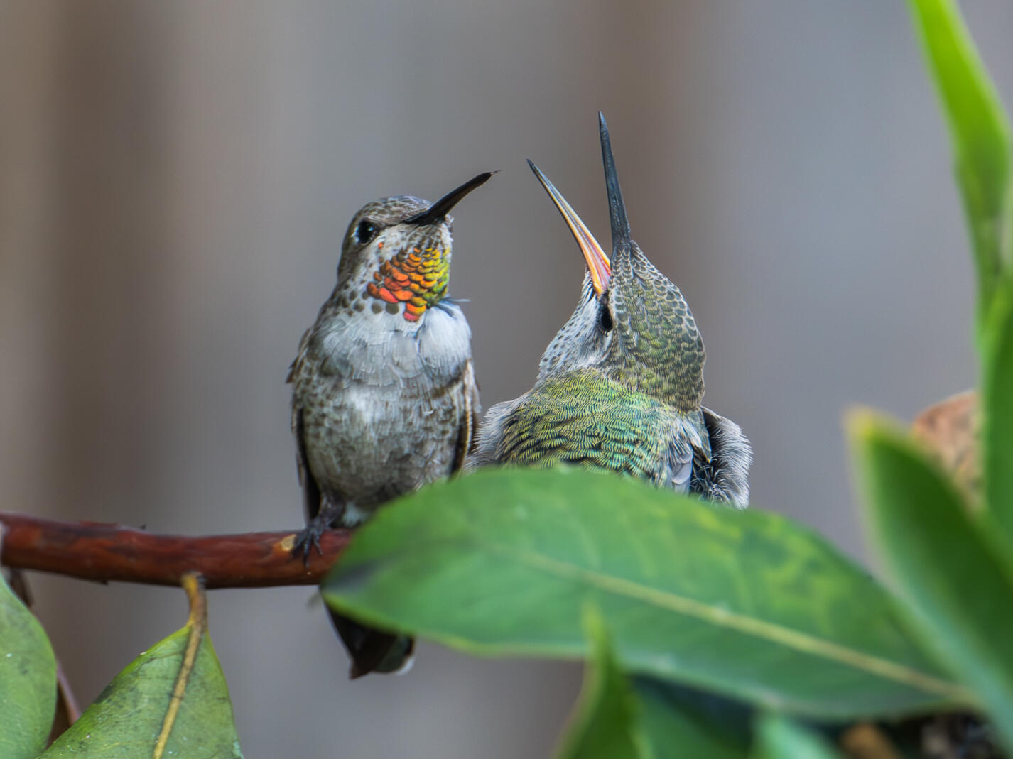 Humming Bird