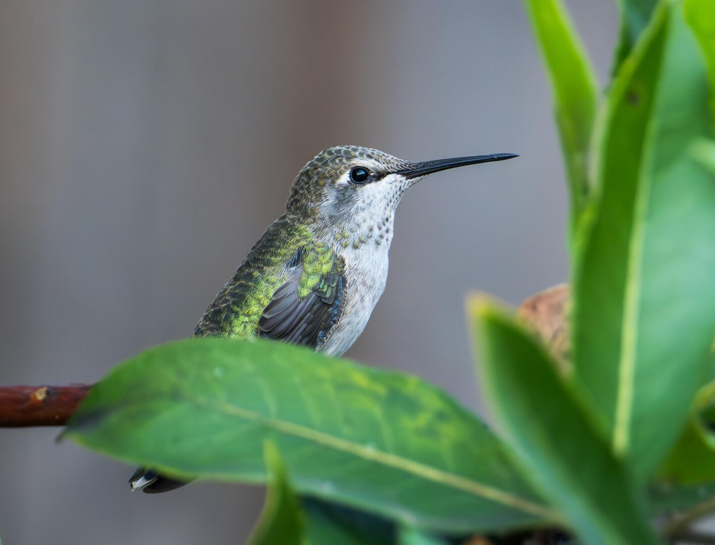Humming Bird