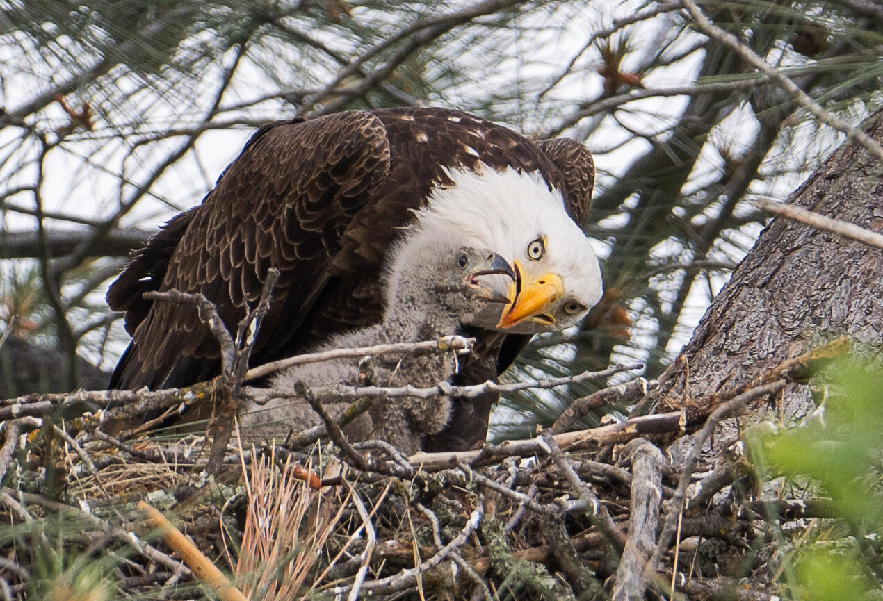 Wildlife Photography by SKATTA PHOTO - [Bald Eagle].
