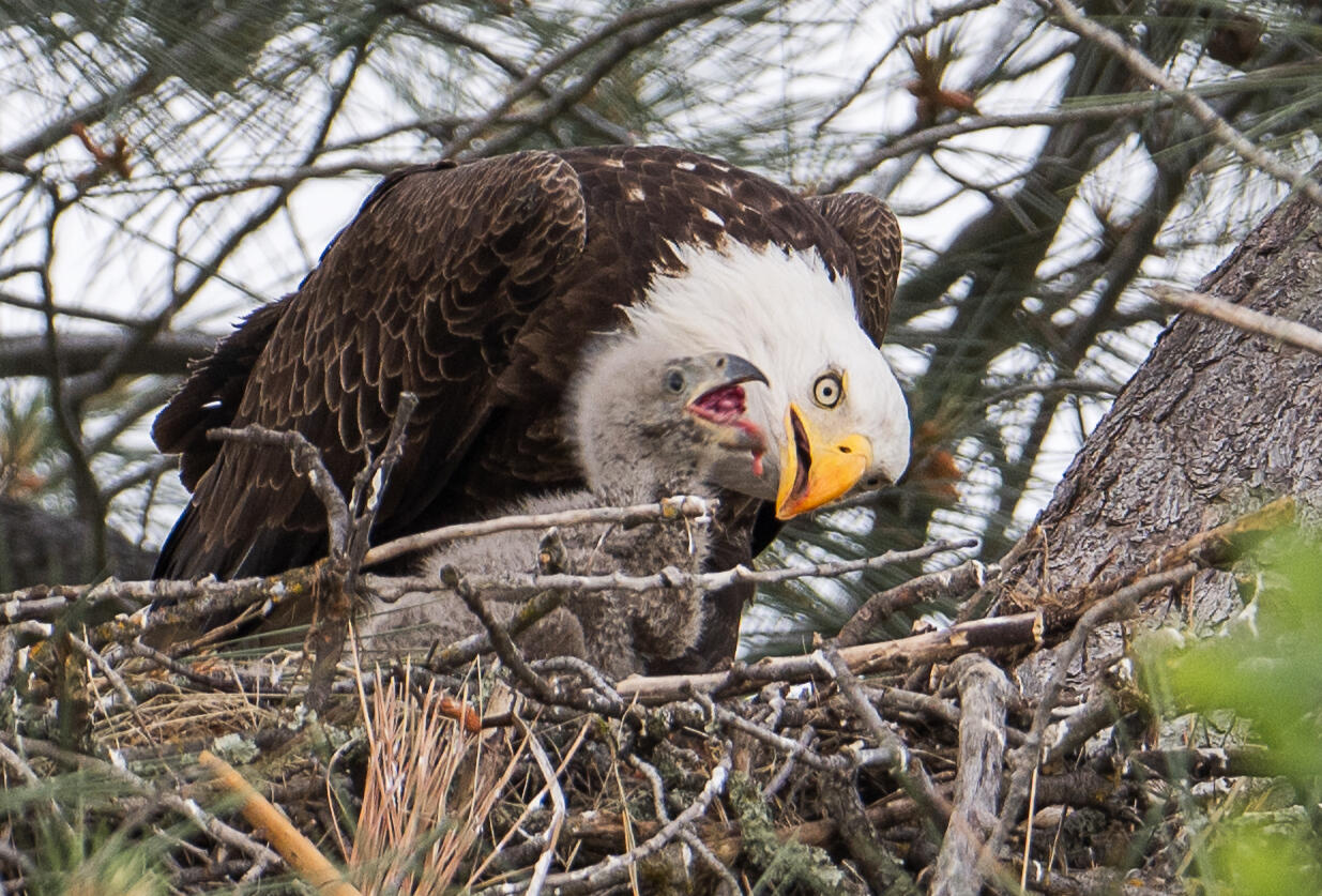 Wildlife Photography by SKATTA PHOTO - [Bald Eagle].