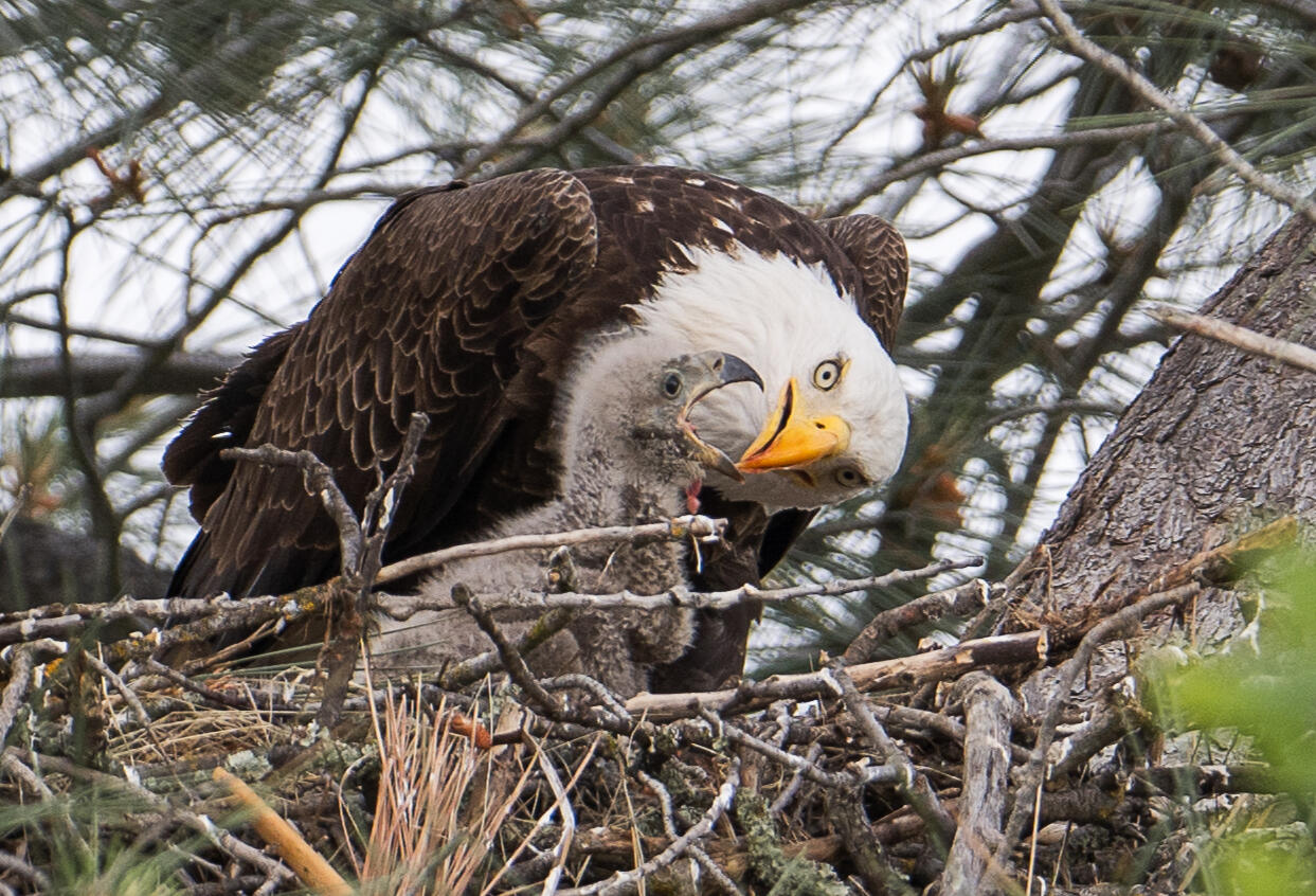 Wildlife Photography by SKATTA PHOTO - [Bald Eagle].