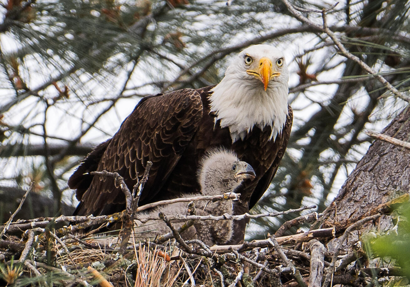 Wildlife Photography by SKATTA PHOTO - [Bald Eagle].