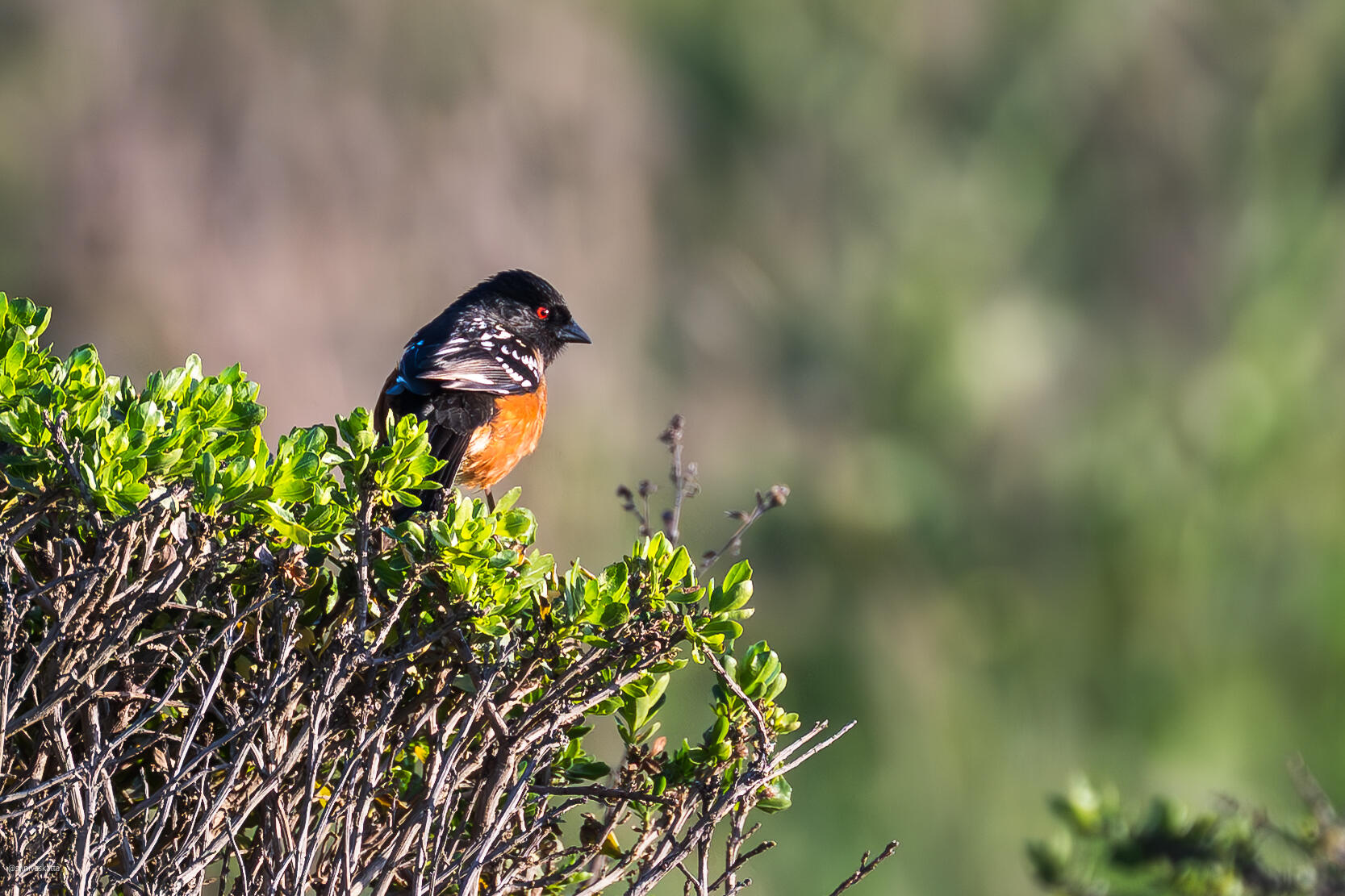 Wildlife Photography by SKATTA PHOTO - [Spotted Towhee]