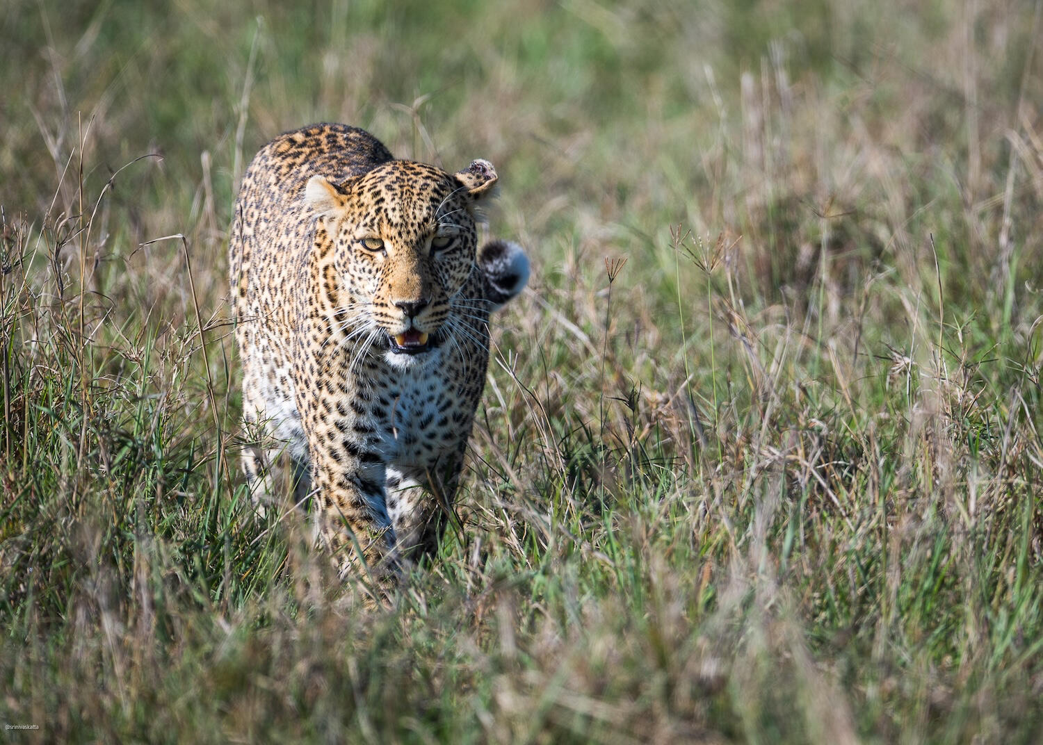 Wildlife Photography by SKATTA PHOTO - [Leopard]