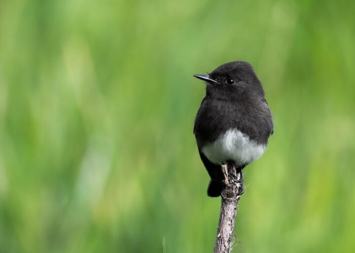 Black Phoebe Black Phoebe